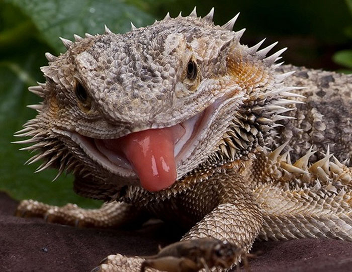 Cute Animal With It's Tongue Sticking Out