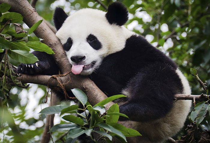 Cute Animal With It's Tongue Sticking Out