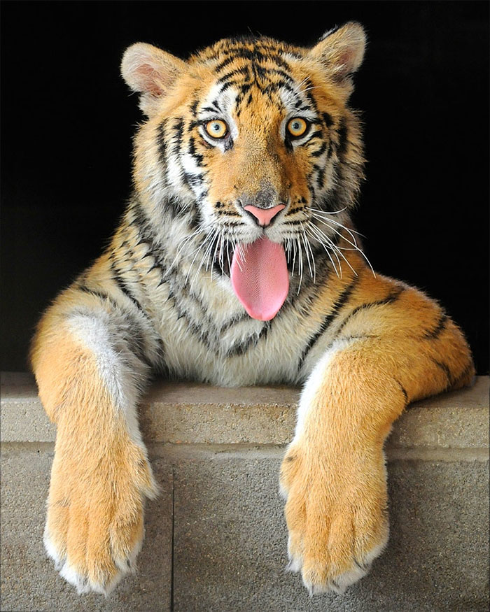 Cute Animal With It's Tongue Sticking Out