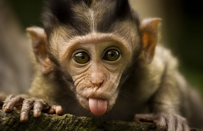 Cute Animal With It's Tongue Sticking Out
