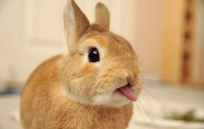 Cute Animal With It's Tongue Sticking Out