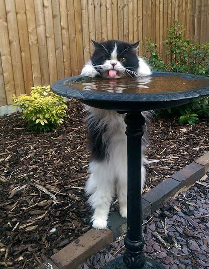 Cute Animal With It's Tongue Sticking Out