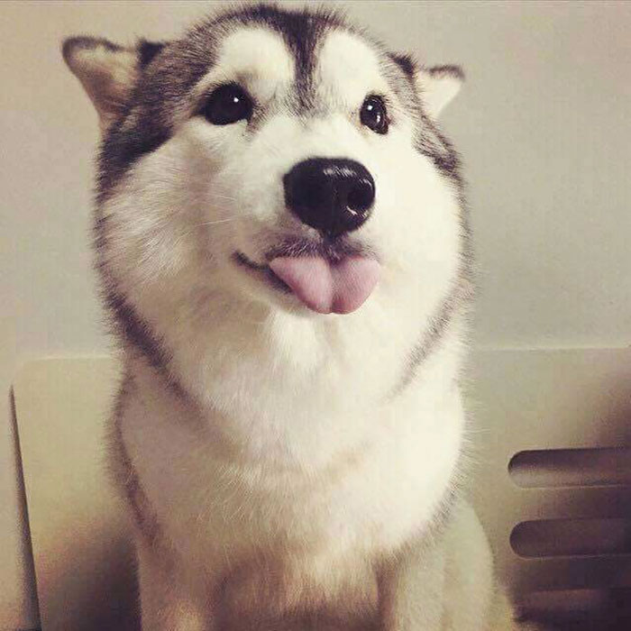Cute Animal With It's Tongue Sticking Out