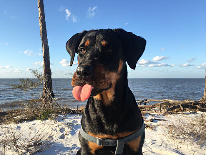 Cute Animal With It's Tongue Sticking Out