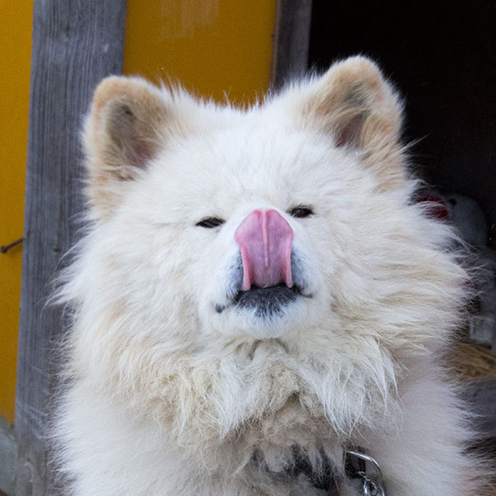 Cute Animal With It's Tongue Sticking Out