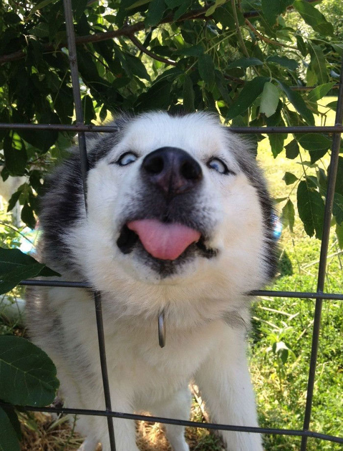 Cute Animal With It's Tongue Sticking Out