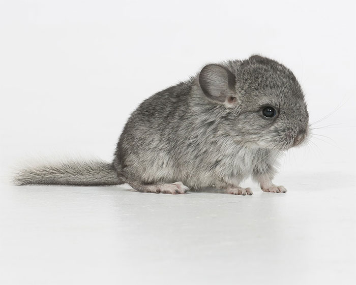 Baby Chinchilla