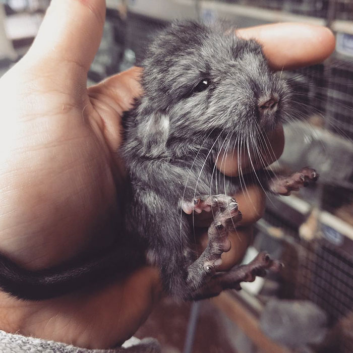 Baby Chinchilla