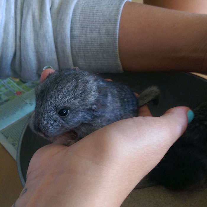 Baby Chinchilla