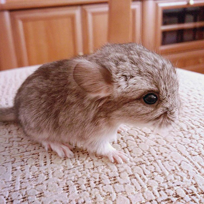 Baby Chinchilla
