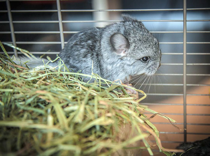 Baby Chinchilla