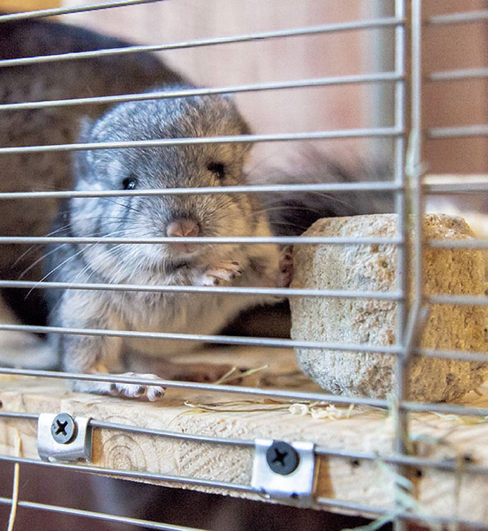 Baby Chinchilla