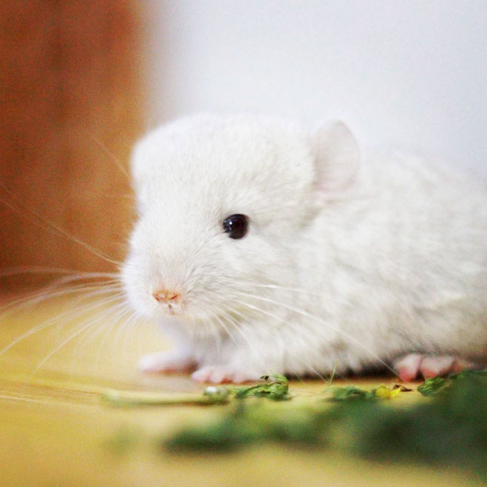 Baby Chinchilla
