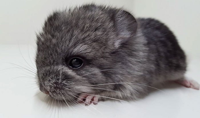 Baby Chinchilla