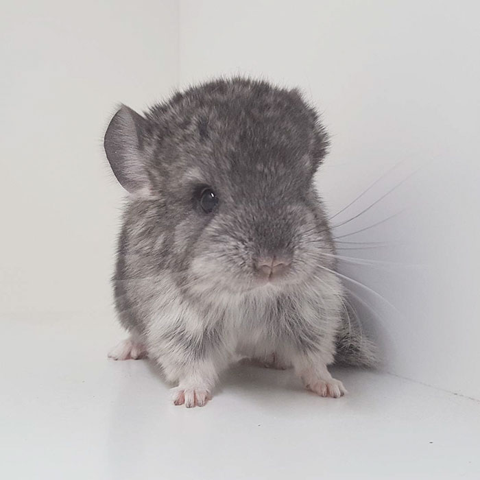 Baby Chinchilla
