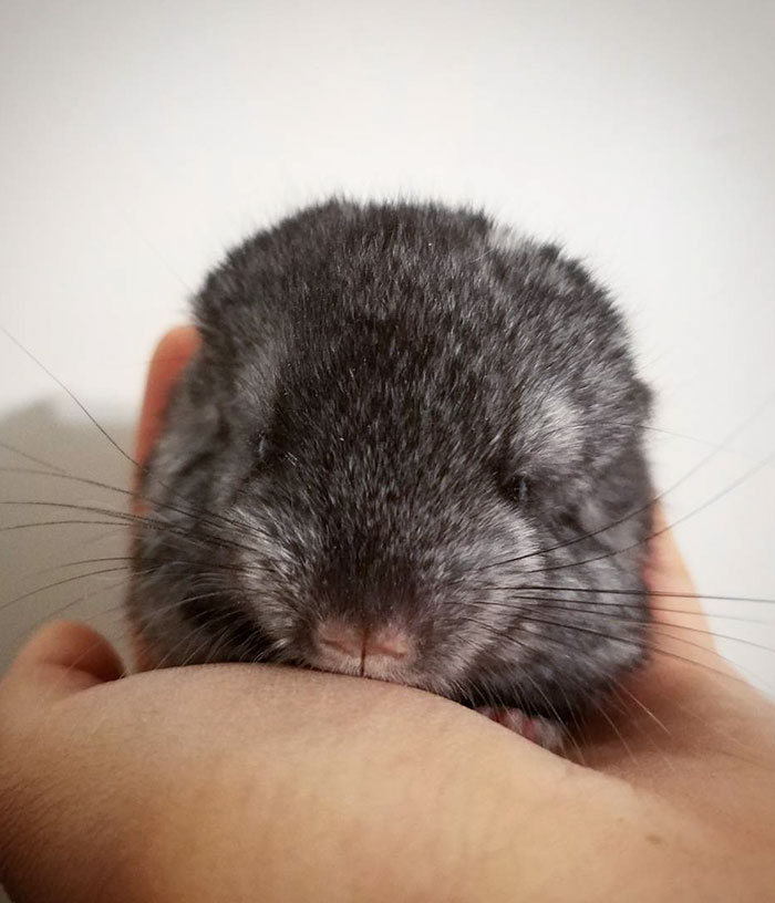 Baby Chinchilla