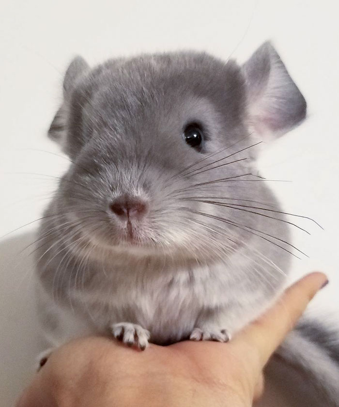 Baby Chinchilla