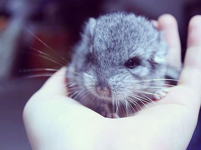 Baby Chinchilla