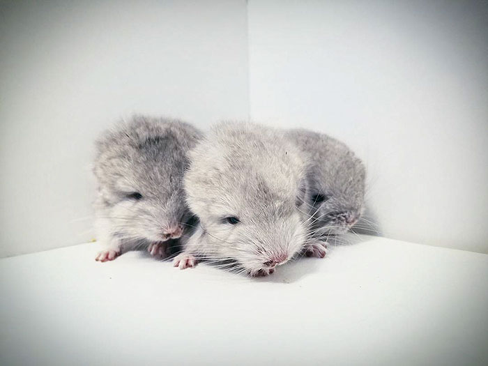 Baby Chinchillas