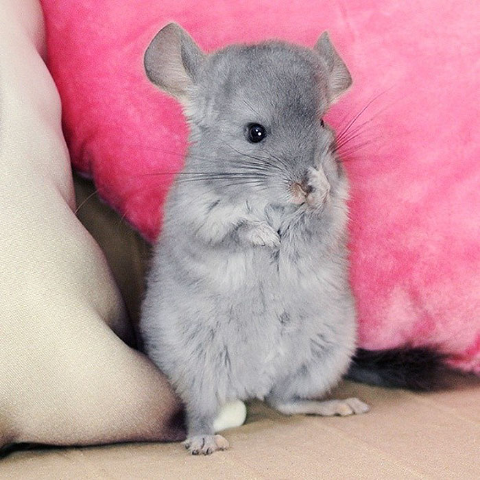 Baby Chinchilla