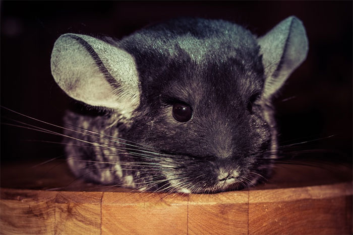 Baby Chinchilla