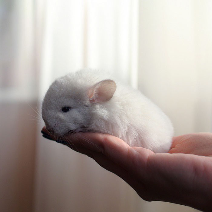 Baby Chinchilla