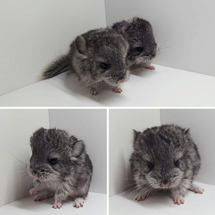 Baby Chinchillas