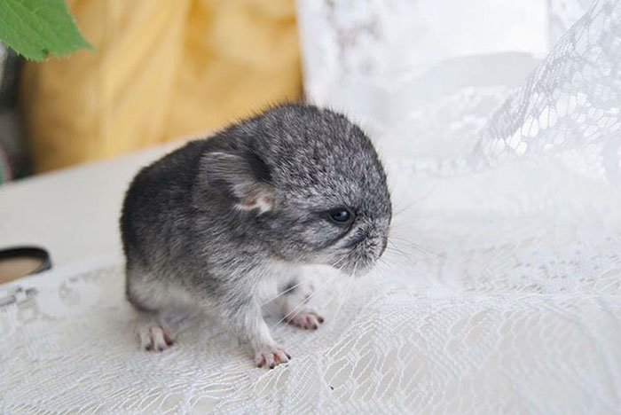 Baby Chinchilla