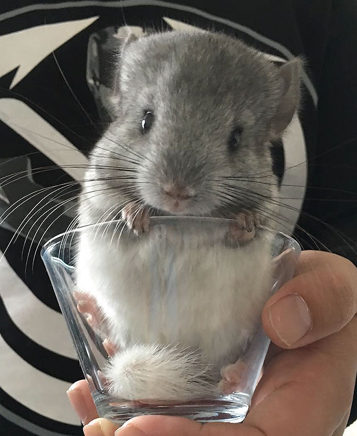 Baby Chinchilla
