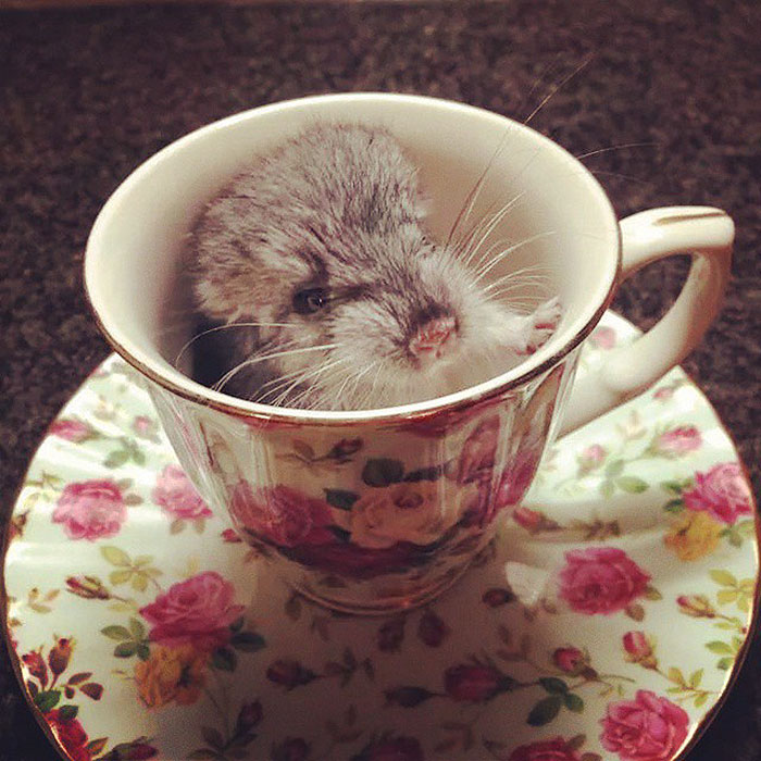 Baby Chinchilla