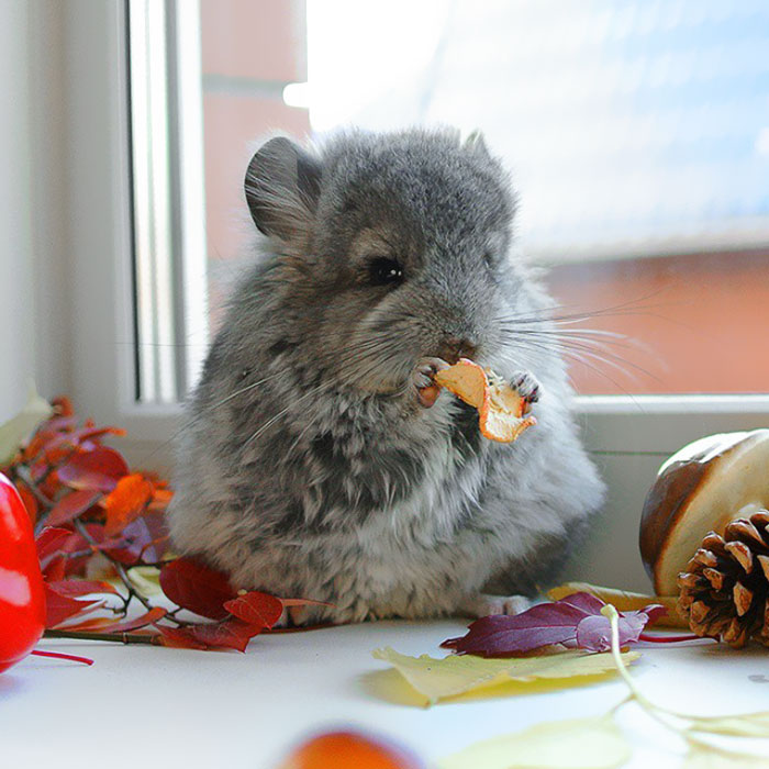 Baby Chinchilla