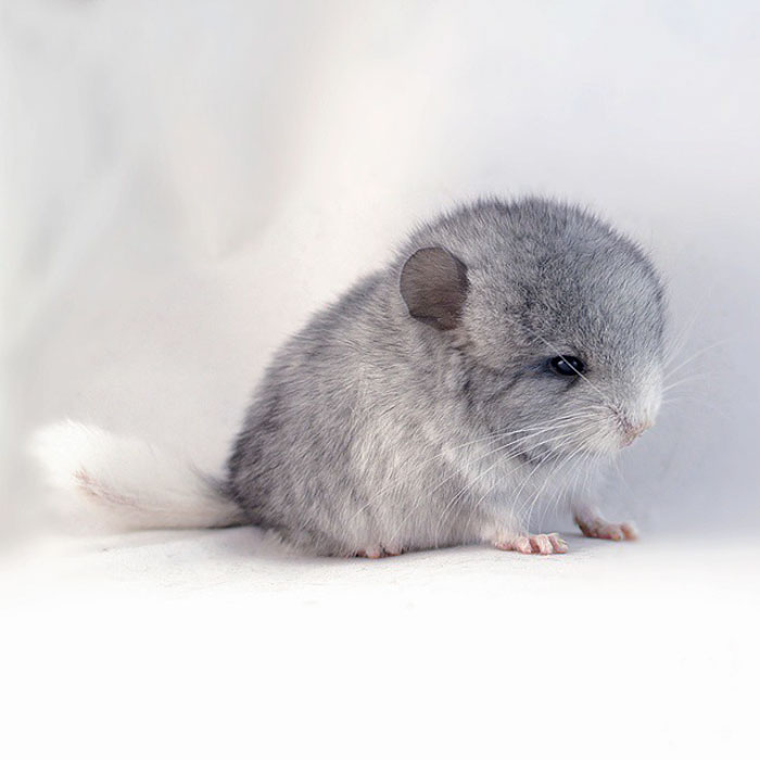 Baby Chinchilla