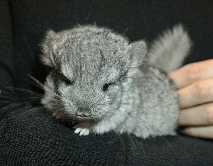 Baby Chinchilla