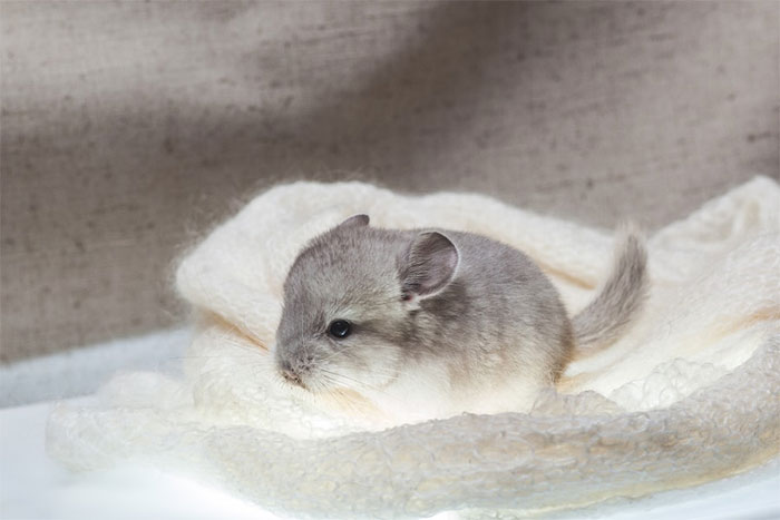 Baby Chinchilla