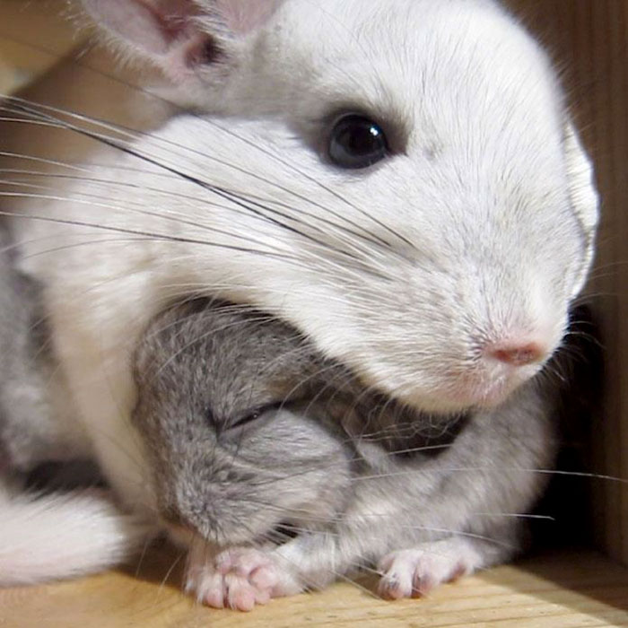 Baby Chinchilla