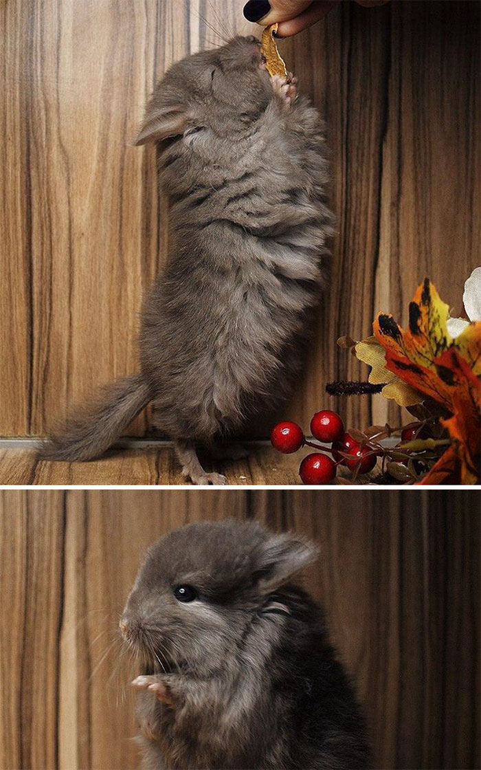 Baby Chinchilla
