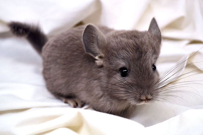 Baby Chinchilla