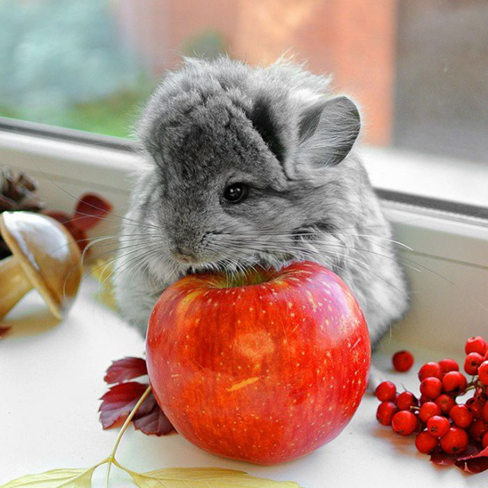 Baby Chinchilla