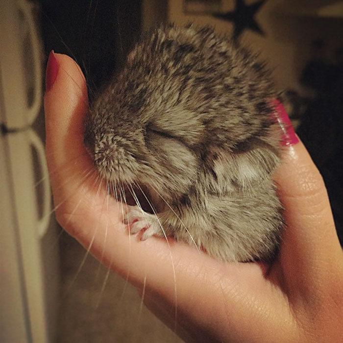 Baby Chinchilla