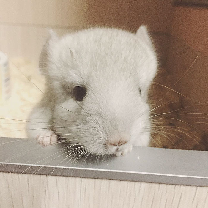 Baby Chinchilla