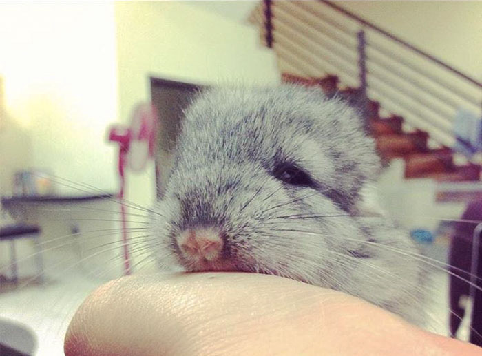 Baby Chinchilla