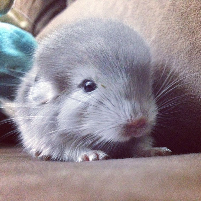 Baby Chinchilla