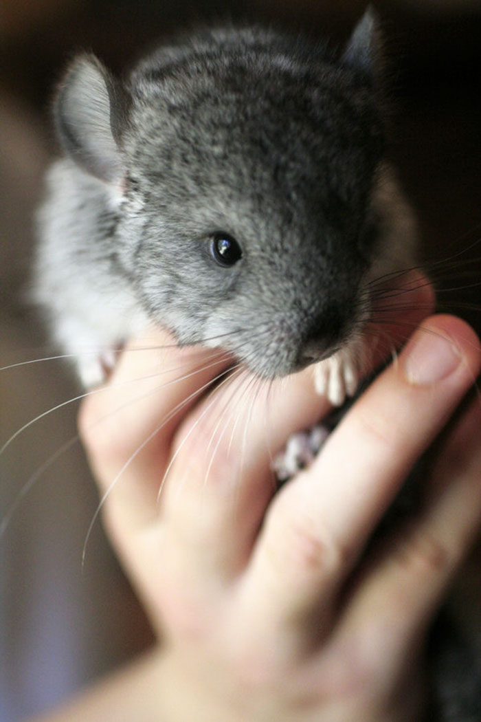 Baby Chinchilla