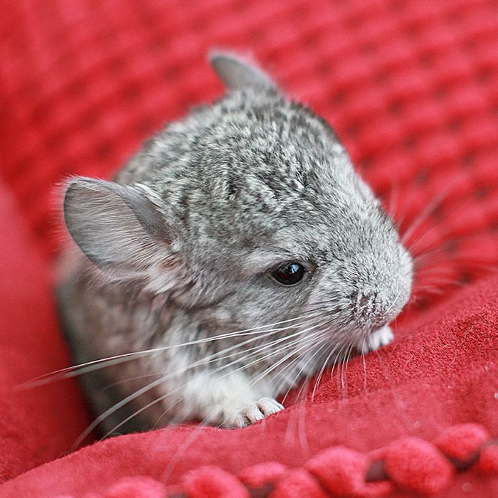 Baby Chinchilla