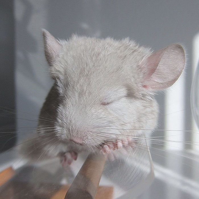 Baby Chinchilla