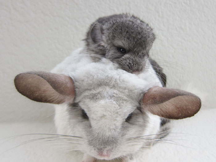 Baby Chinchilla