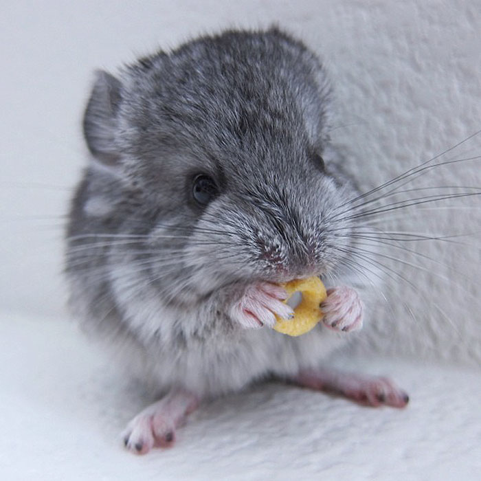 Baby Chinchilla