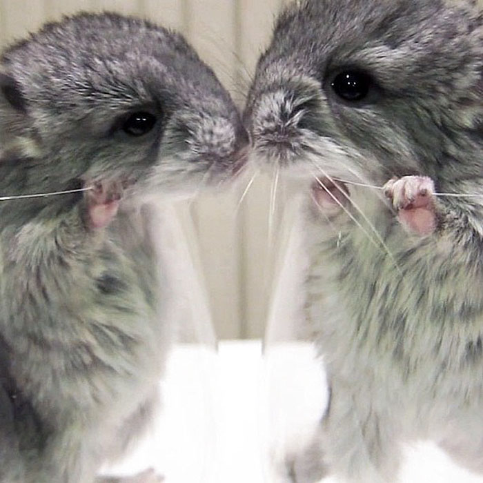 Baby Chinchillas