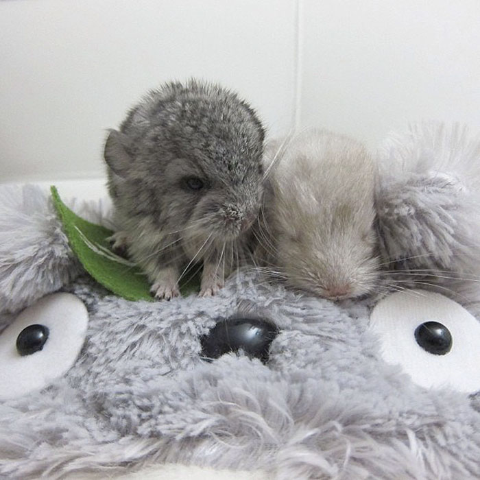 Baby Chinchillas