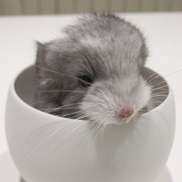 Baby Chinchilla